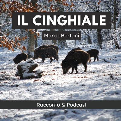 Il cinghiale Il cinghiale