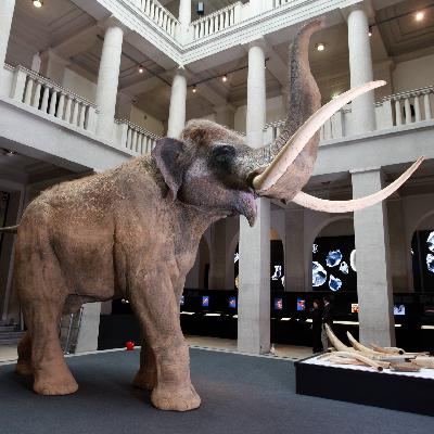 Zahnanalysen zeigen: Waldelefanten vor 125.000 Jahren wanderten weit Zahnanalysen zeigen: Waldelefanten vor 125.000 Jahren wanderten weit