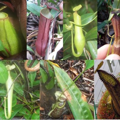 Ep. 558 - Insights into Pitcher Plant Evolution Ep. 558 - Insights into Pitcher Plant Evolution