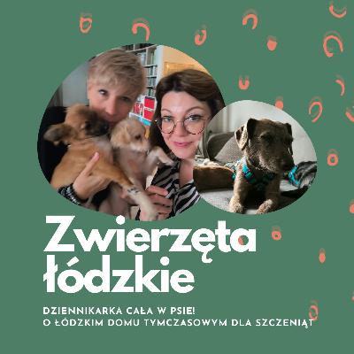 121 szczeniaków pod jednym dachem! | Kamila Basińska, Fundacja Judyta | Zwierzęta łódzkie 121 szczeniaków pod jednym dachem! | Kamila Basińska, Fundacja Judyta | Zwierzęta łódzkie