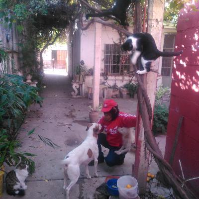 Columna El Mono Encantador volumen 4
