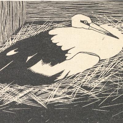 Aflevering 63: Ooievaar Aflevering 63: Ooievaar