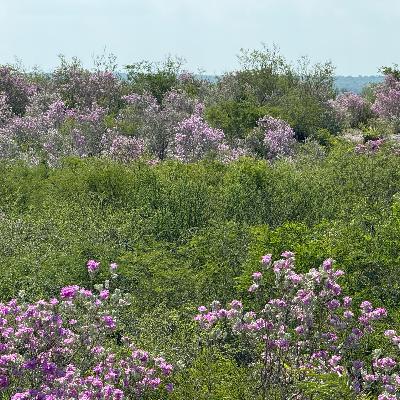 When the Sage Blooms