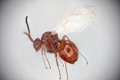 Ep. 548 - Gall Wasps & Their Host Plants Ep. 548 - Gall Wasps & Their Host Plants