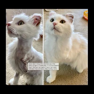 Finding Homes, Saving Lives