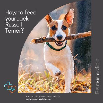 How to feed your Jack Russell Terrier?