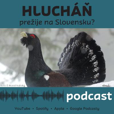 Tetrov hlucháň - prežije na Slovensku? Tetrov hlucháň - prežije na Slovensku?