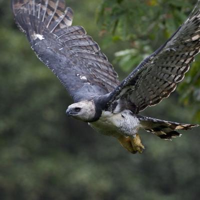 Harpy Eagle: The Most Powerful Bird Of Prey