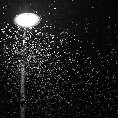 【査読者コメントを活用！人工灯に虫が群がる理由とは？】Unveiling the Mystique: Why Insects Swarm Around Artificial Lights