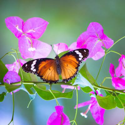 101. Life’s Tiny Miracles: How to Find Appreciation in the Ordinary