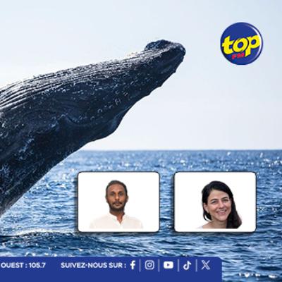 Harcèlement des baleines : l’appel à une meilleure protection du patrimoine marin mauricien