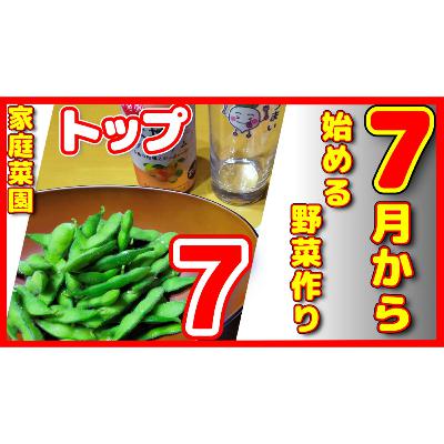 ７月から家庭菜園を始める野菜トップ7！暑いけど上手に育てる