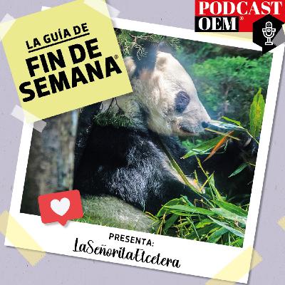 Una visita a Xin Xin, la última panda gigante de México​