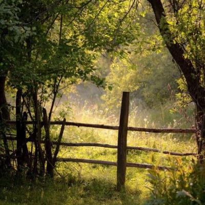 007 Yoga Nidra: The Garden
