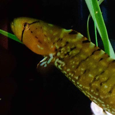 Facts: The Penpoint Gunnel Facts: The Penpoint Gunnel