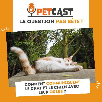 Comment le chien et le chat communiquent avec leur queue ?