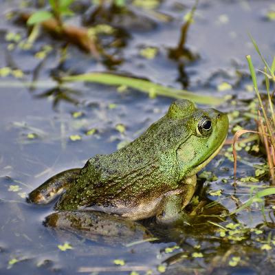 斯普特尼克电波第29期｜一篇50年前的论文告诉你什么才是真正的现代动物园