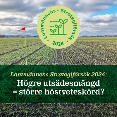 84. Lantmännens Strategiförsök 2024: högre utsädesmängd=större höstveteskörd?