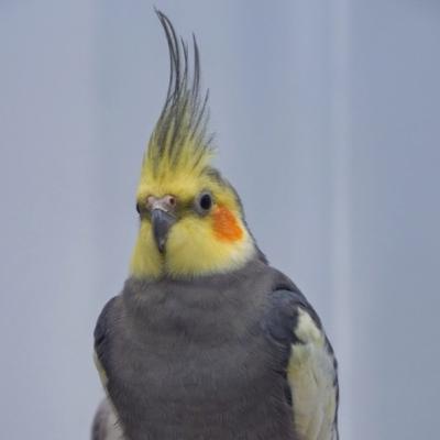 Cockatiels