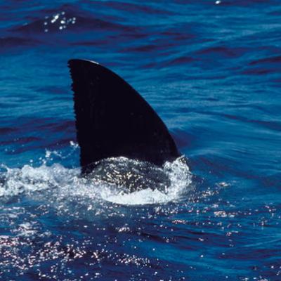 Police probe GoPro after fatal shark attack; Masked teens spark Woolies machete scare