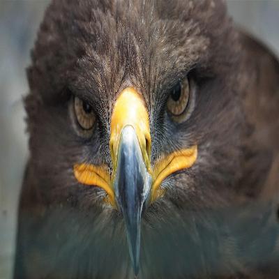 The Return of the Golden Eagles