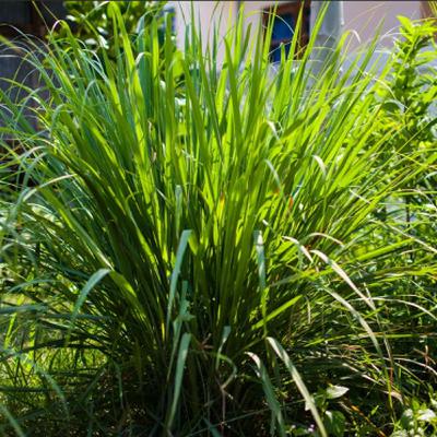 Growing Lemongrass: How to Plant and Grow Lemon Grass from Seed with Bloom Ranch of Acton's Expert Growing Methods