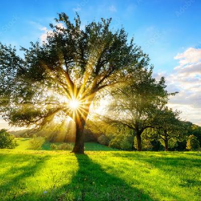 Hekiganroku Everybody Has Their Own Light