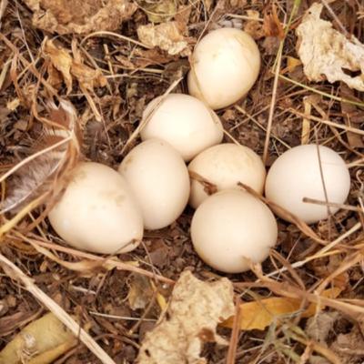 الراجل اللّي يبيض في العضم