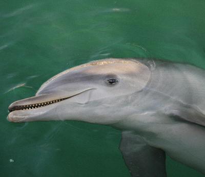 Bottlenose Dolphins, Communication and Conservation