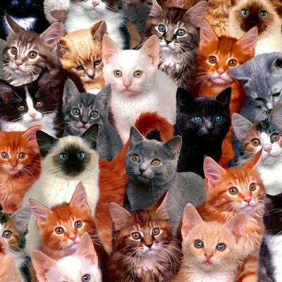 Nivel Bonus #6: ¿El de por qué me gusta lo que me gusta?: Los gatos.