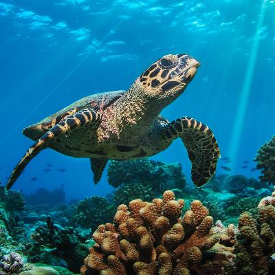 Fauna Incognita - Unbekannte Arten, die wir vielleicht nie kennenlernen
