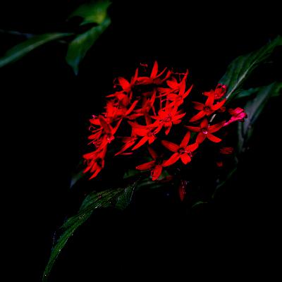 Vignette 1: Why A Podcast Rather Than A Blog