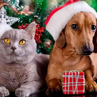 No compres ni regales animales en fechas especiales No compres ni regales animales en fechas especiales