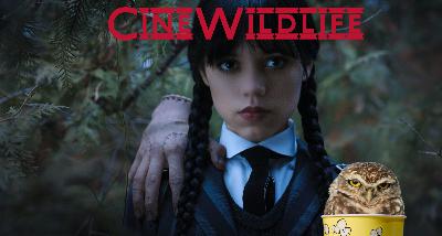Cine Wildlife - Mercoledì è tornata… e non è sola! Cine Wildlife - Mercoledì è tornata… e non è sola!