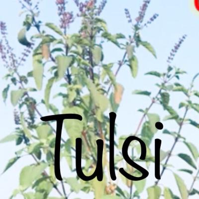 Tulsi plant - full information