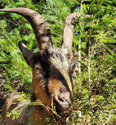The Perfect Backcountry Bowhunters Pack Animal with Morgan Rust of Rust Packs The Perfect Backcountry Bowhunters Pack Animal with Morgan Rust of Rust Packs