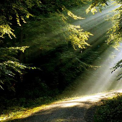 Naturschutz und Waldwirtschaft im Elm