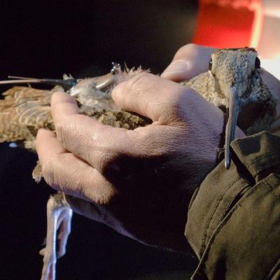 Az erdők királynőjének titkos élete Az erdők királynőjének titkos élete