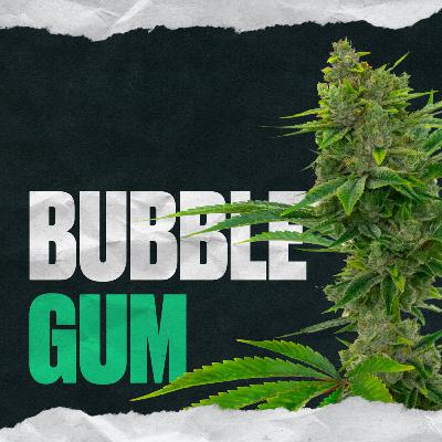 Bubble Gum Bubble Gum
