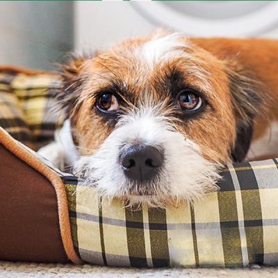 Boutique Pet Agrosolo