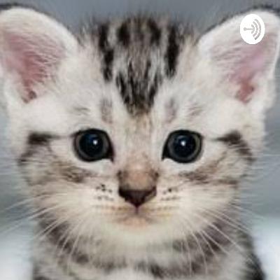 Lojas Gatonito (Trailer)