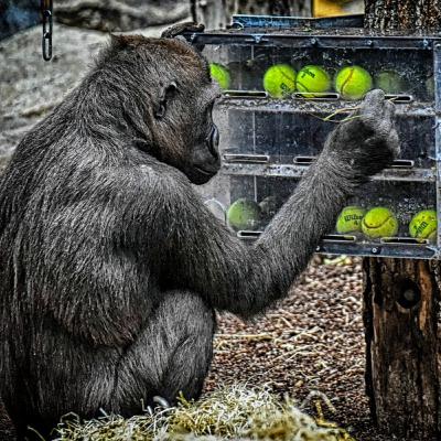 Animales Más Inteligentes