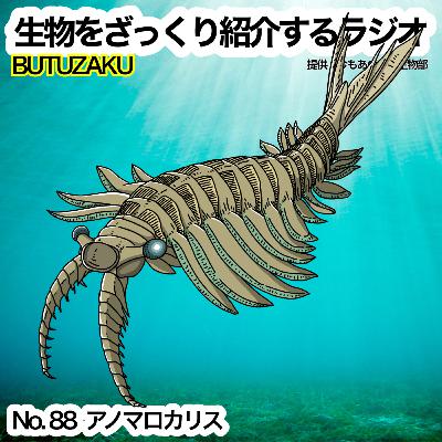 第88話：✉️「アノマロカリス」をざっくり紹介