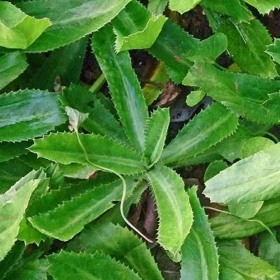 Culantro de sabana