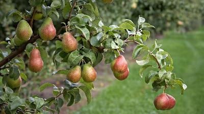 Harvest Wrap Pears