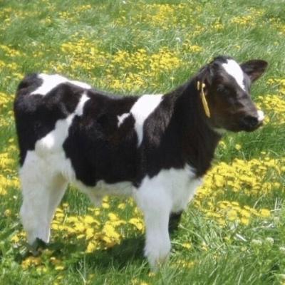 [ftm] Bottom Transition ᵛ² シ︎Subliminalシ︎