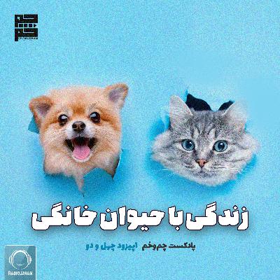 زندگی با حیوان خانگی زندگی با حیوان خانگی