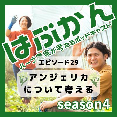 アンジェリカ（セイヨウトウキ）について考える