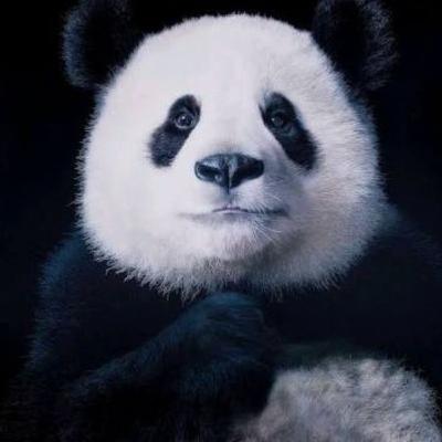 Que animales están en peligro de extinción