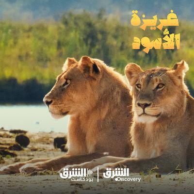 غريزة الأسود | منافسة زمر الأسود في سهل تشوبي غريزة الأسود | منافسة زمر الأسود في سهل تشوبي
